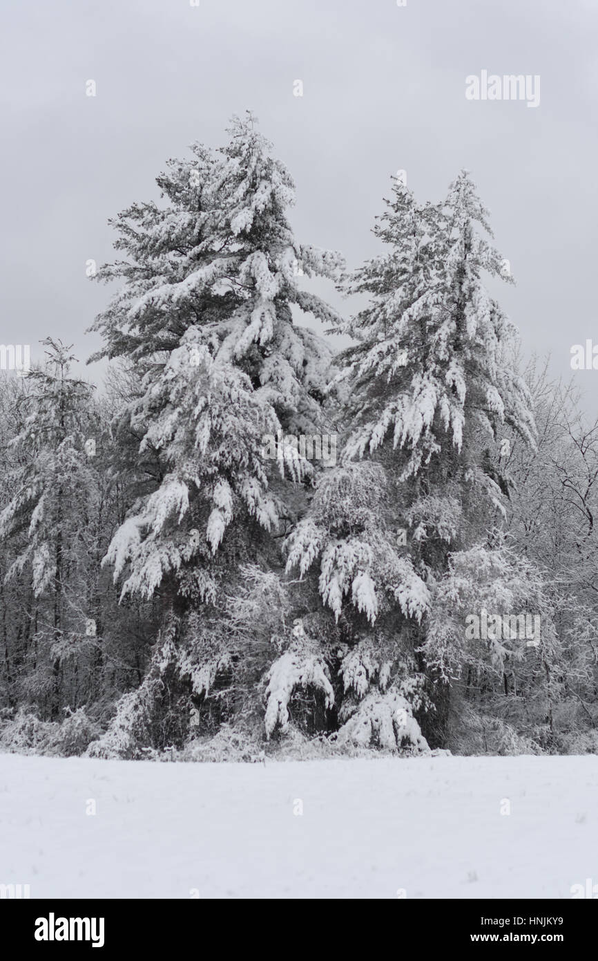 Dark trees snow hi-res stock photography and images - Alamy
