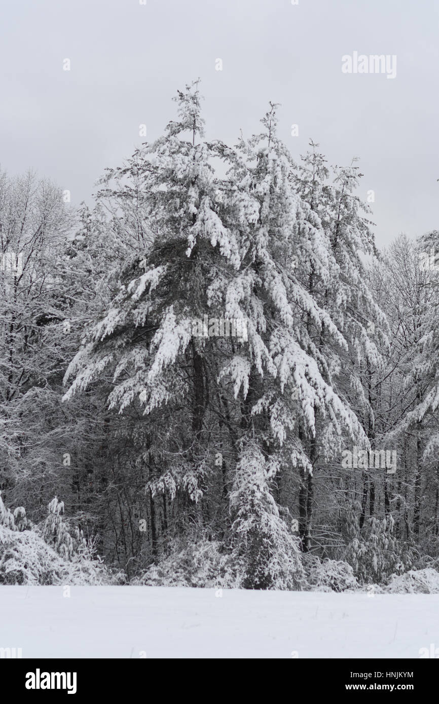 Trees covered in snow hi-res stock photography and images - Alamy