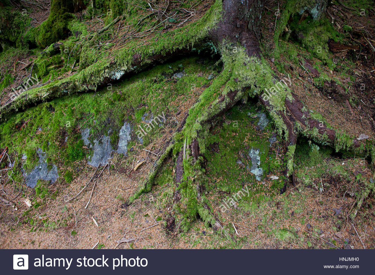 Fir Tree Roots Stock Photos & Fir Tree Roots Stock Images Alamy
