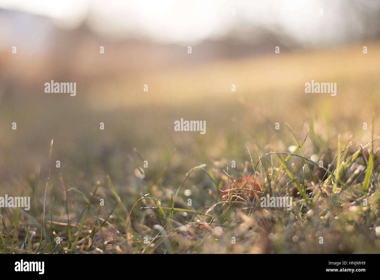 Grass background Stock Photo
