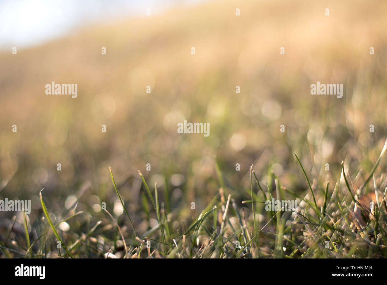 Grass background Stock Photo