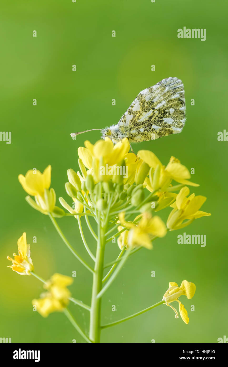 Side view close-up of a female Orange tip butterfly (anthocharis cardamines) feeding from the yellow flowers of rapeseed (Brassica rapa). Stock Photo