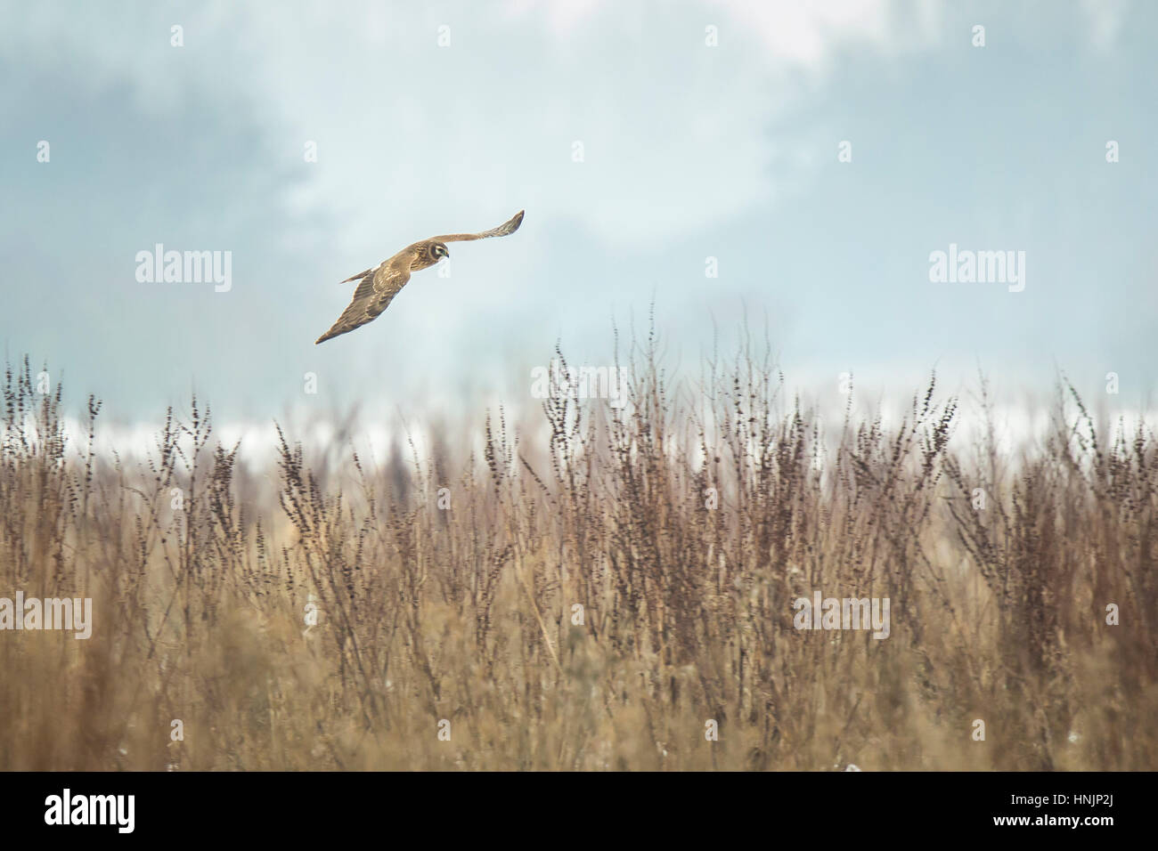 Northern harrier flying above hi-res stock photography and images - Alamy
