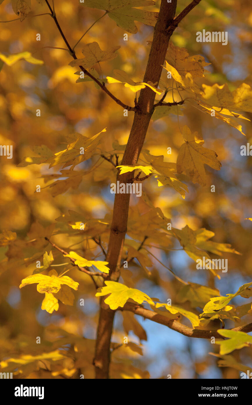 Branch of maple tree with orange and yellow autumn leaves in autumn ...
