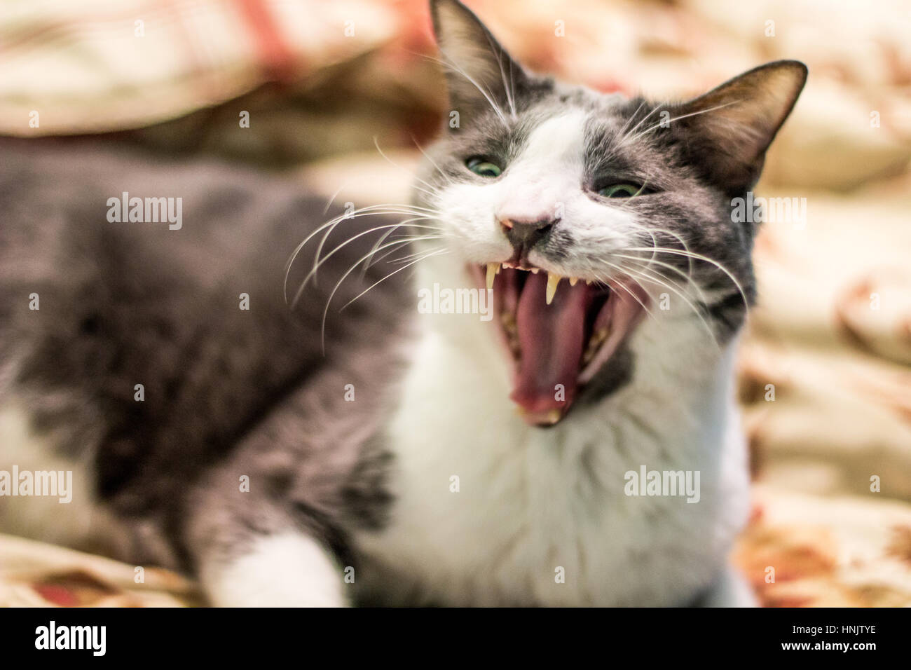 Funny Yawning Talking Angry Grey And White Tom Cat Stock Photo