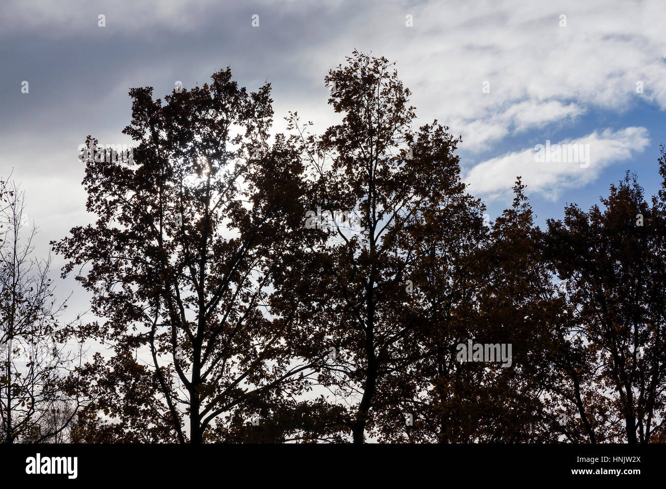 trees in the autumn season. Photo closeup Stock Photo - Alamy