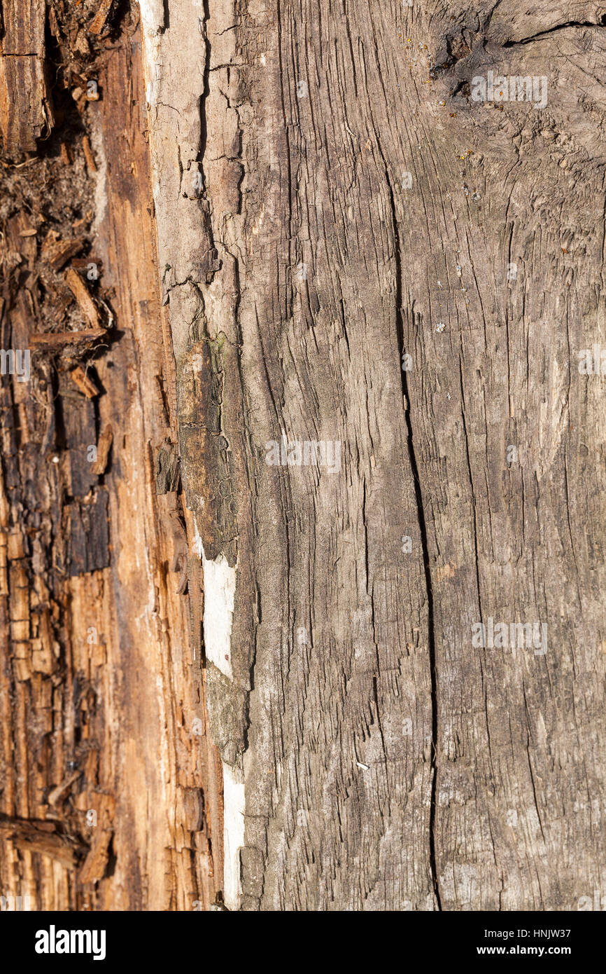 photographed wooden surfaces exposed to weathering and crumbling in this regard. Close-up, small depth of field. Stock Photo