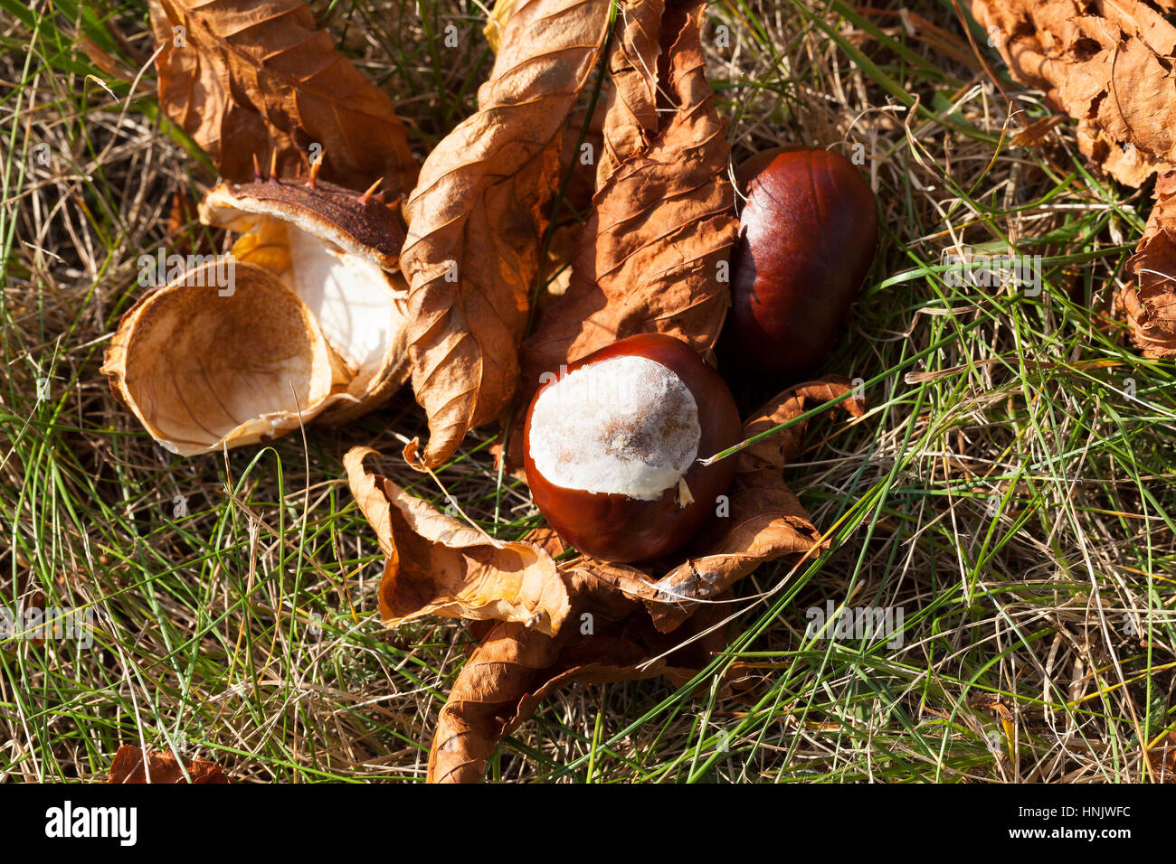 ripened and fallen to the ground fruits of chestnut brown. Autumn ...