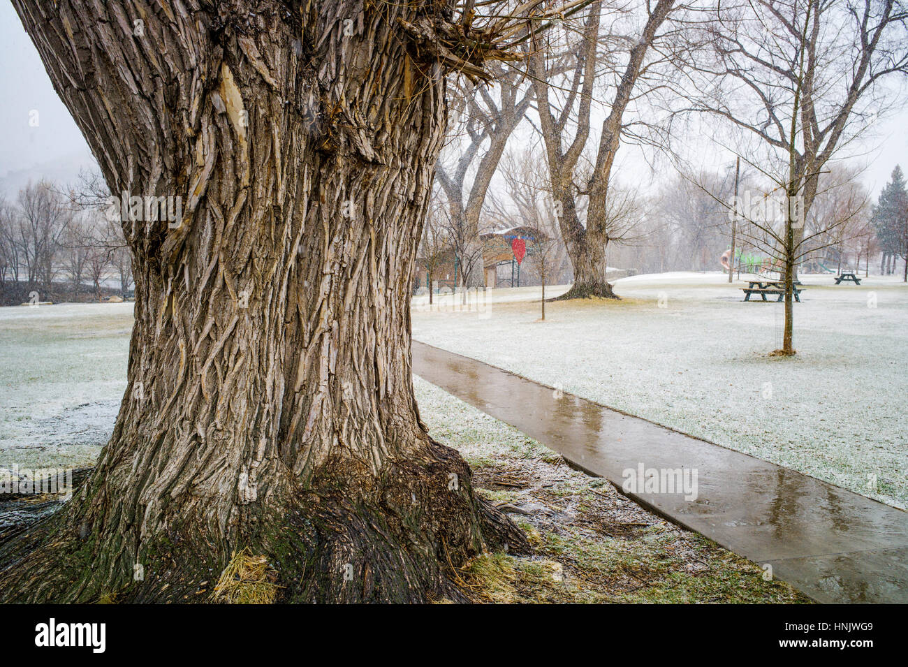 Large old Cottonwood Trees in fresh wet snow; Riverside Park; Salida; Colorado; USA Stock Photo