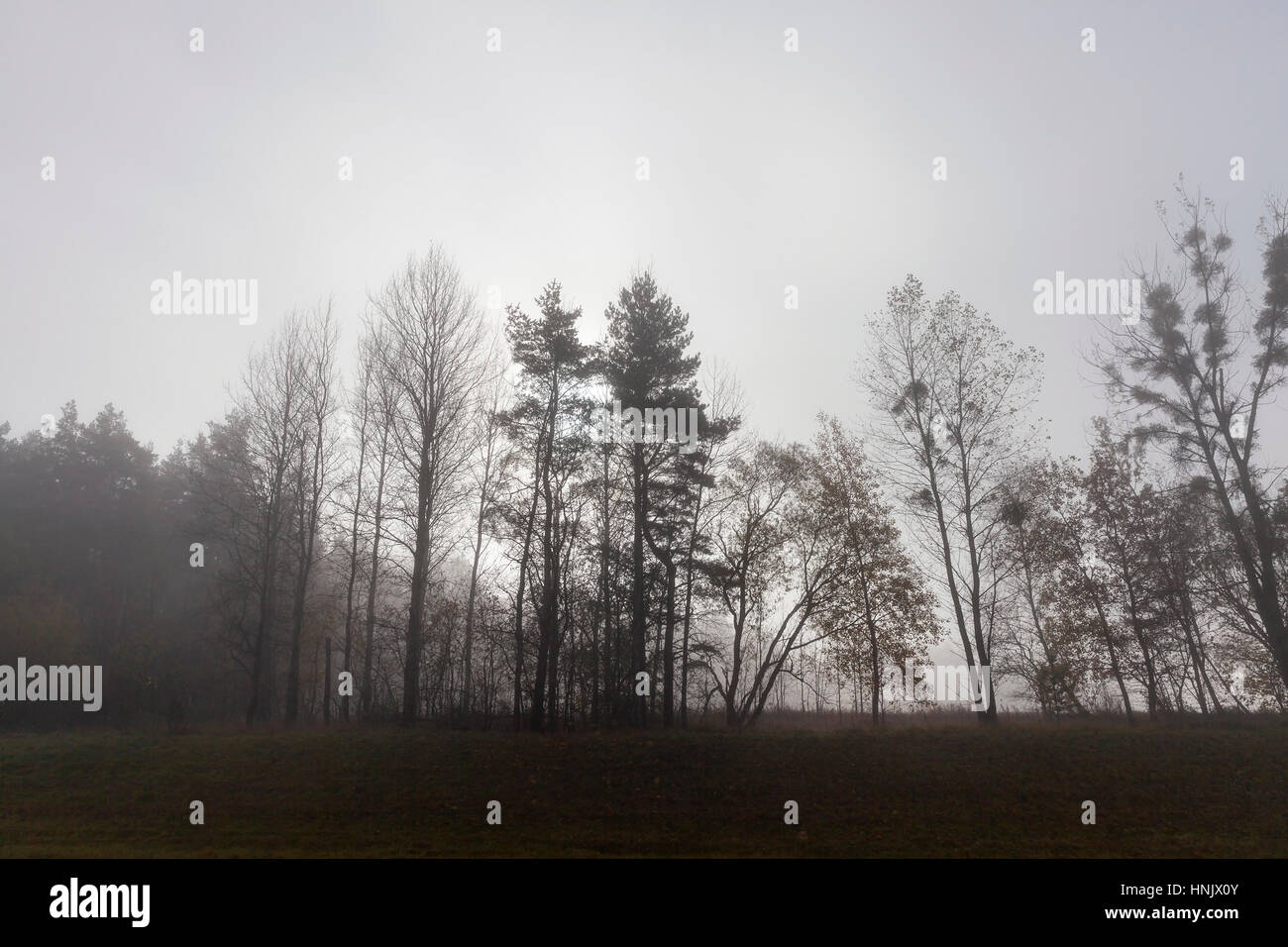 Trees in the fog Stock Photo - Alamy
