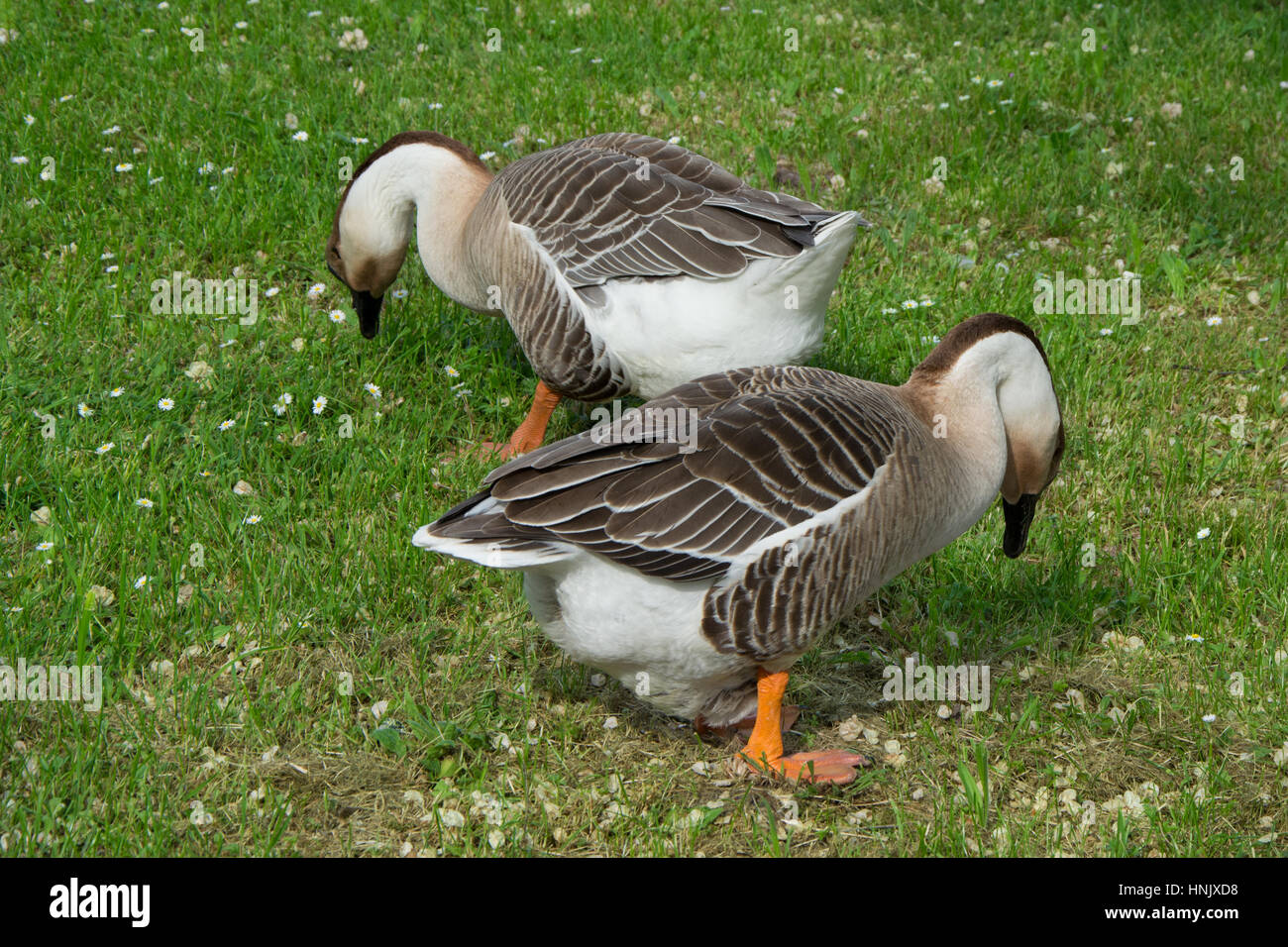 Grey goose hires stock photography and images Alamy