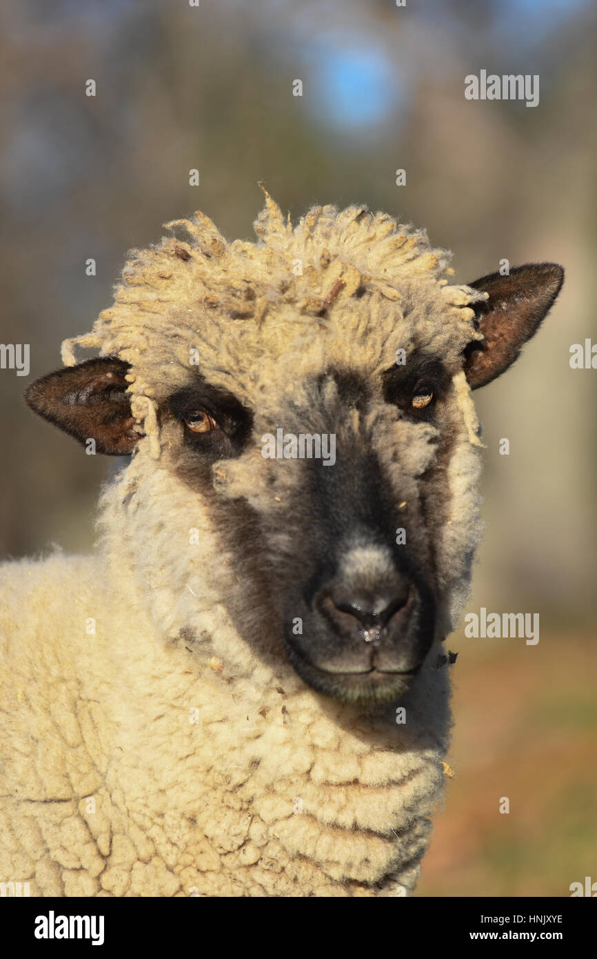 Portrait of a sheep with a black face Stock Photo - Alamy