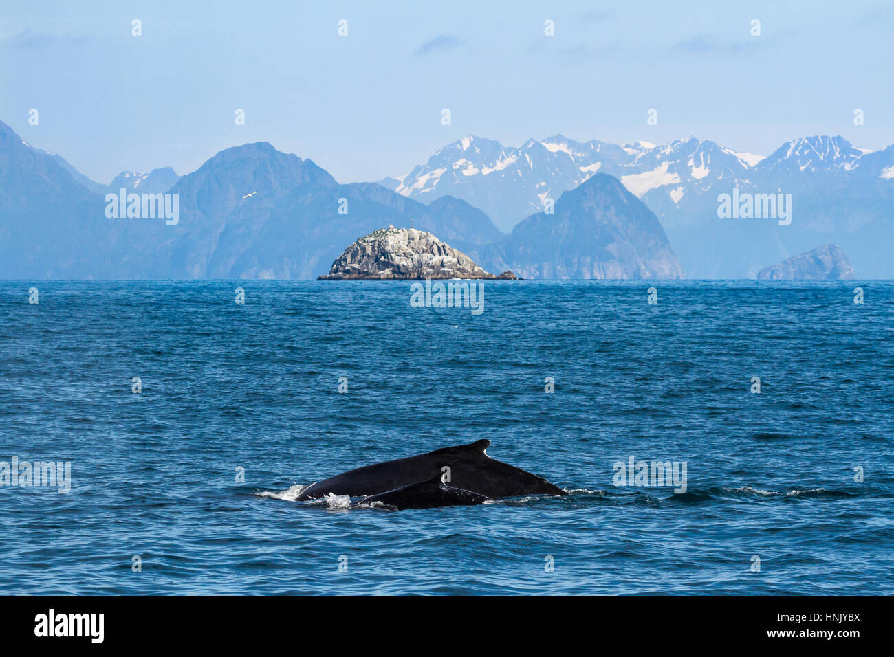 Mother (cow) and baby (calf) Humpback whales (Megaptera novaeangliae) swim through the waters off the shore of Seward, Alaska with a small island in t Stock Photo