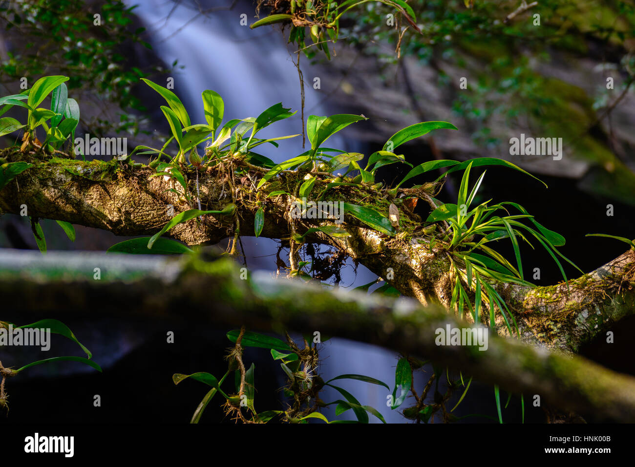 Epiphytic orchids Depending on the branch near waterfall. Stock Photo