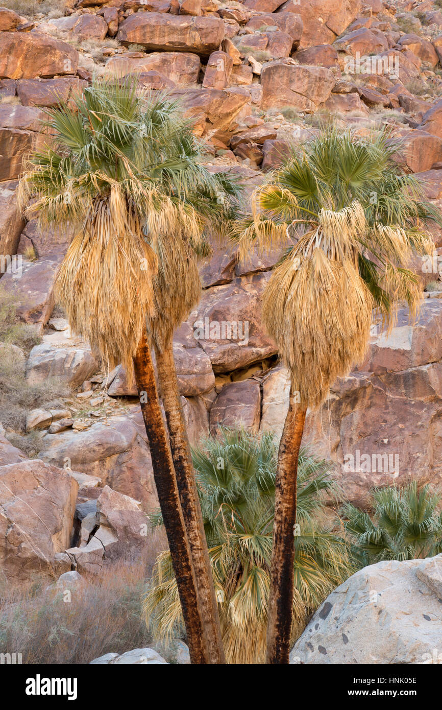California Fan Palm Trees (Washingtonia filifera) in Borrego Palm Canyon, Anza Borreo Desert State Park, California Stock Photo