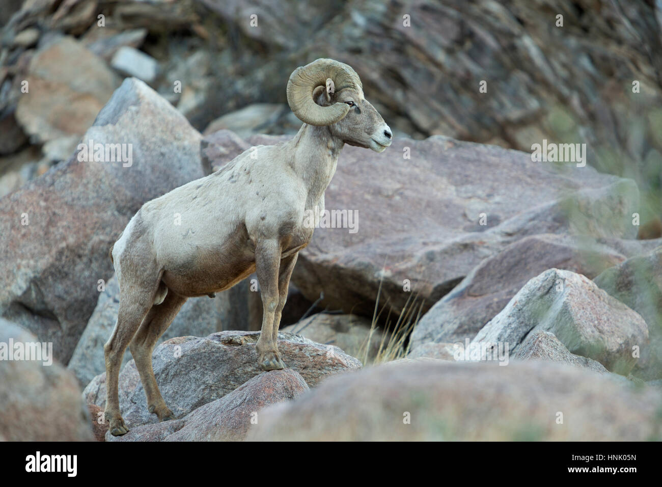 Endangered Peninsular Bighorn Sheep (Ovis canadensis cremnobates) in