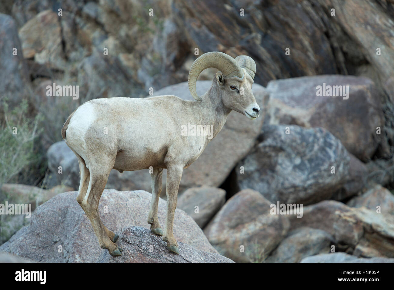Endangered Peninsular Bighorn Sheep (Ovis canadensis cremnobates) in