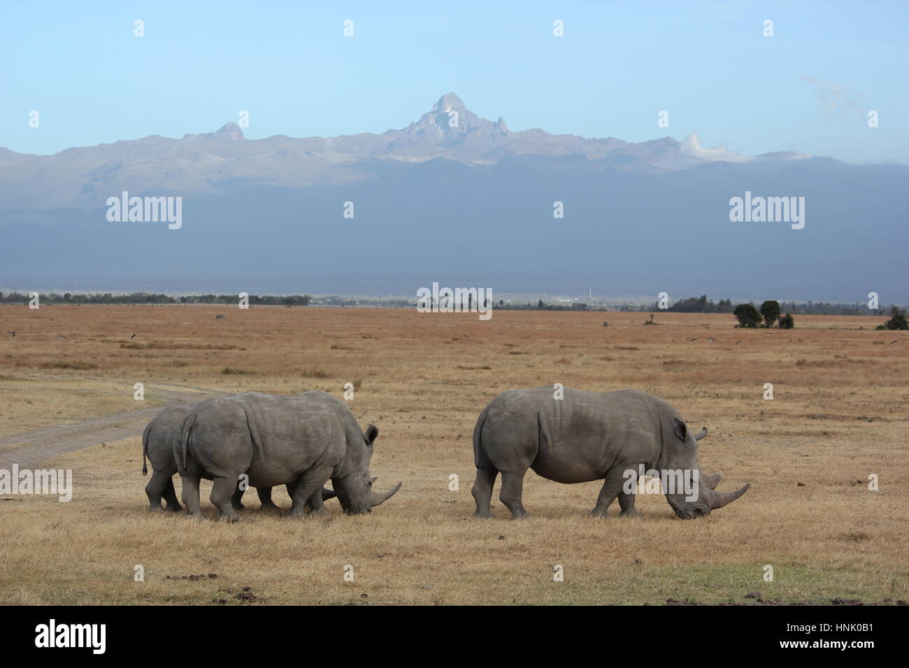 Mountain Kenya Over White Rhino's Family. Sweetwaters Reserve. Stock Photo