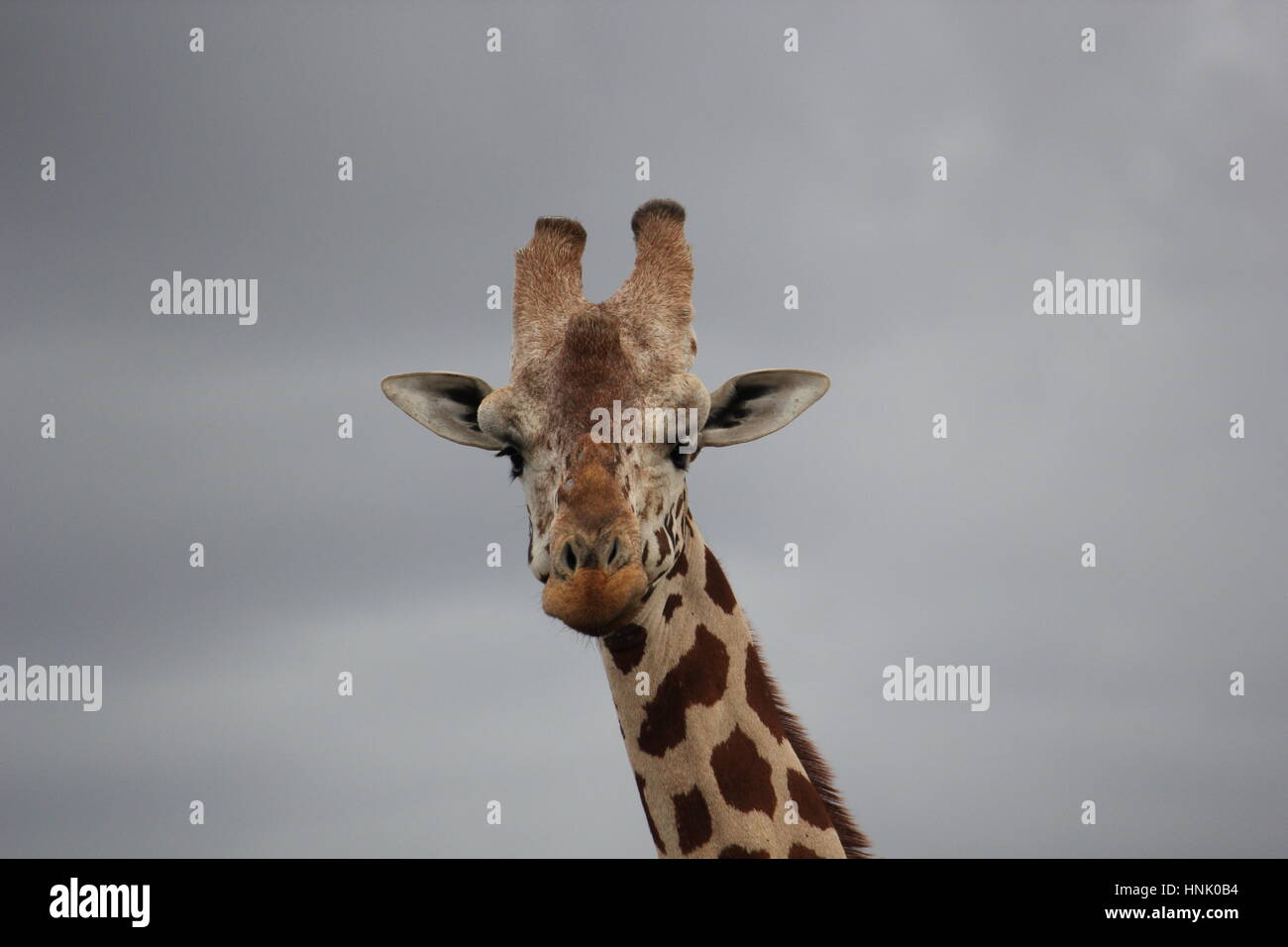 Giraffe's Portrait. Sweetwaters Kenya Stock Photo