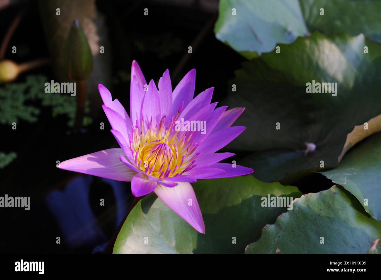 A flower of Nymphaea sp. Stock Photo