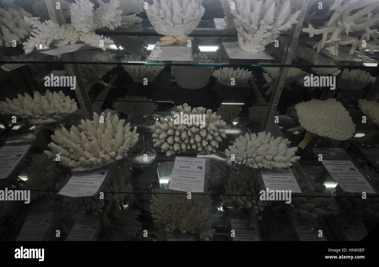 Coral skeletons for sale in souvenir shop, Green Island, Great Barrier Reef Marine Park, near Cairns, Queensland, Australia Stock Photo