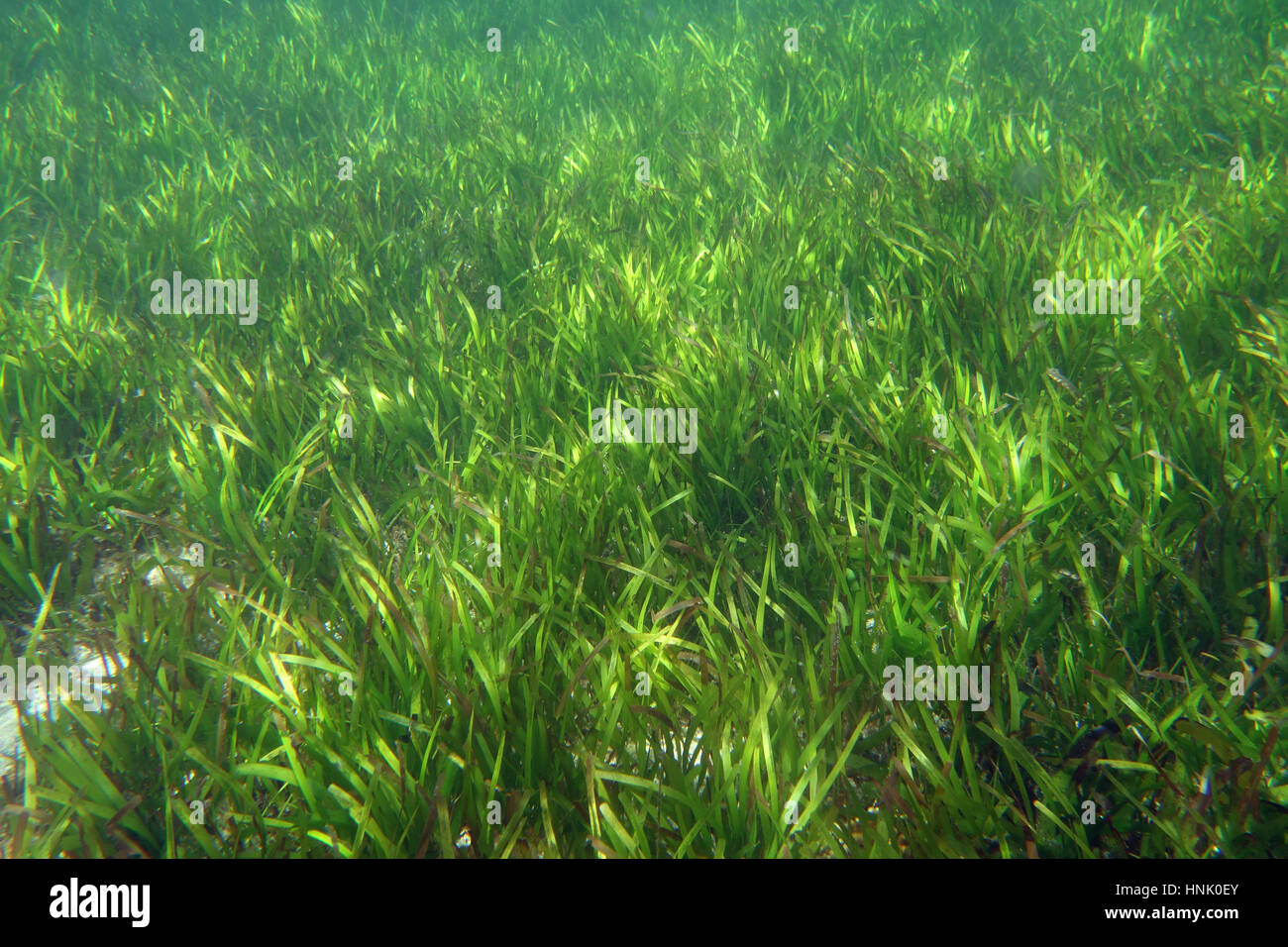 Lush seagrass meadows near Green Island, Great Barrier Reef Marine Park, near Cairns, Queensland, Australia Stock Photo