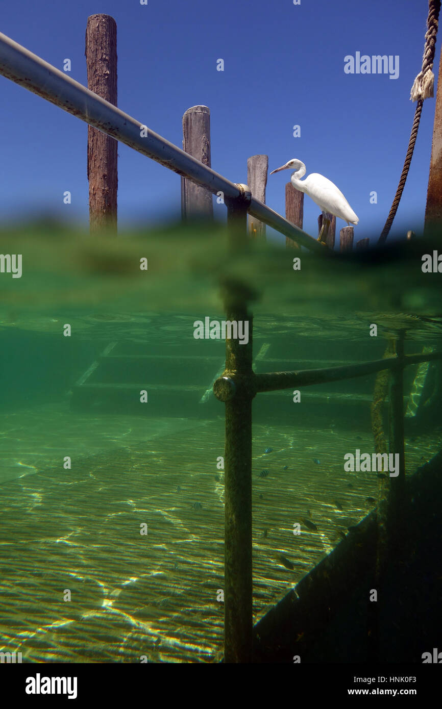 White heron fishing off jetty, Green Island, Great Barrier Reef Marine