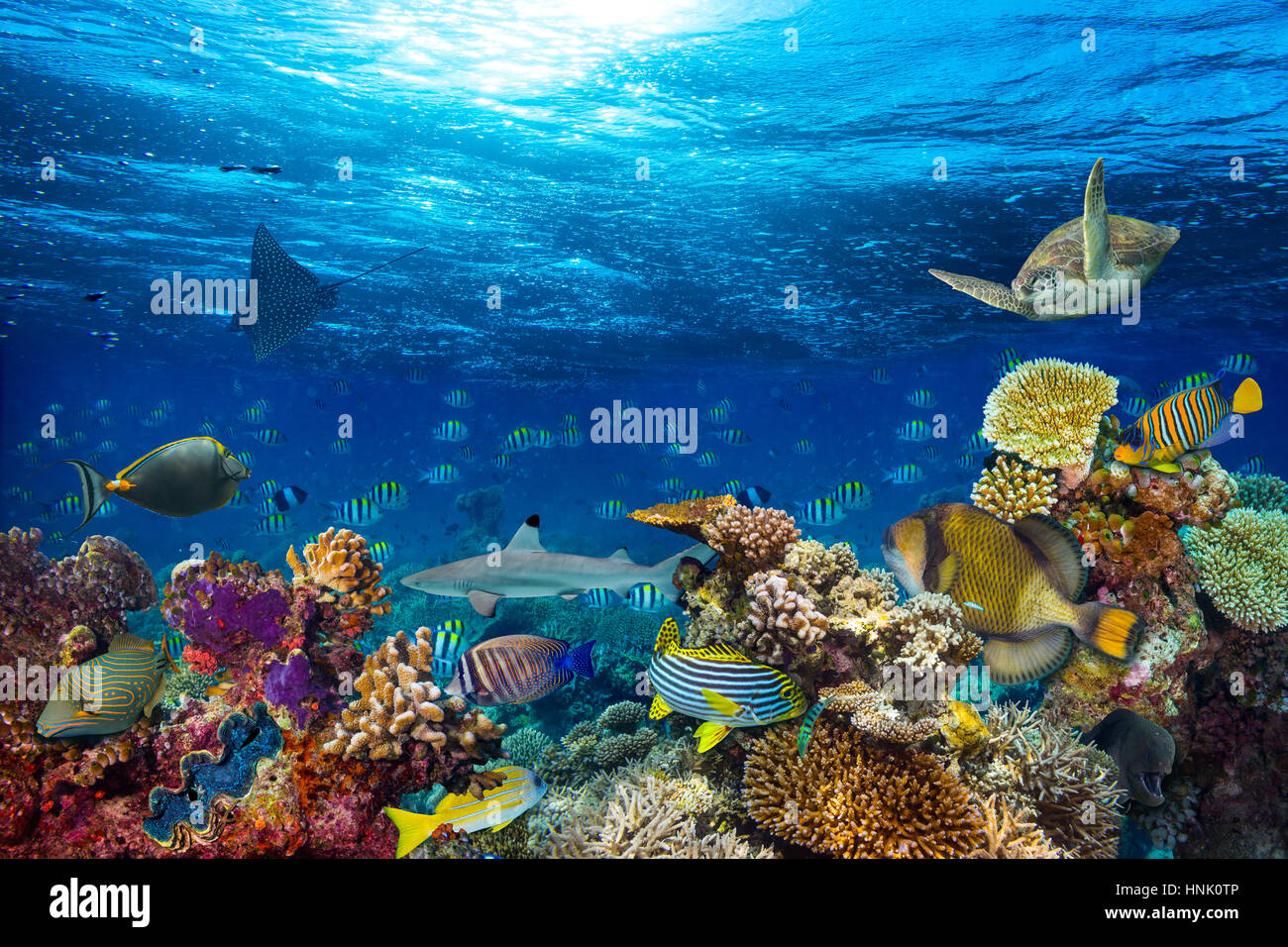 underwater coral reef landscape background  in the deep blue ocean with colorful fish and marine life Stock Photo