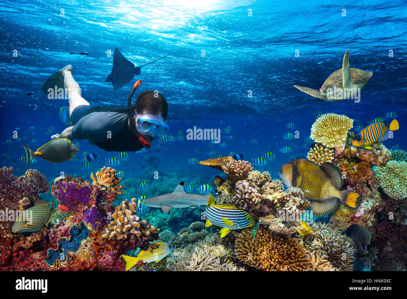 young men snorkling exploring underwater coral reef landscape background  in the deep blue ocean with colorful fish and marine life Stock Photo