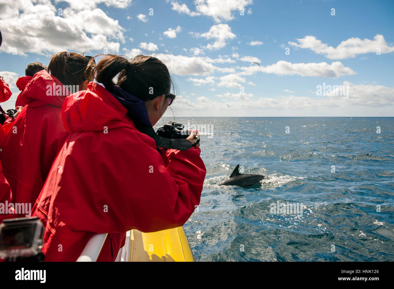 Tourists photograph dolphins off the coast of the Tasman Peninsula. The tourists are on a cruise with Pennicott Wilderness Journeys. Stock Photo
