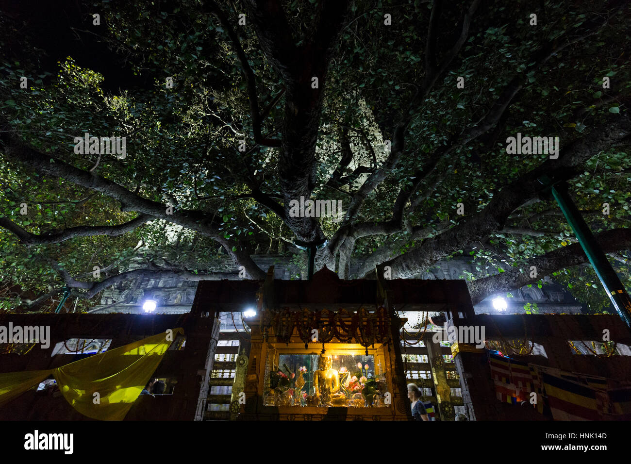Mahabodhi Tree by night, Bodhgaya, India Stock Photo