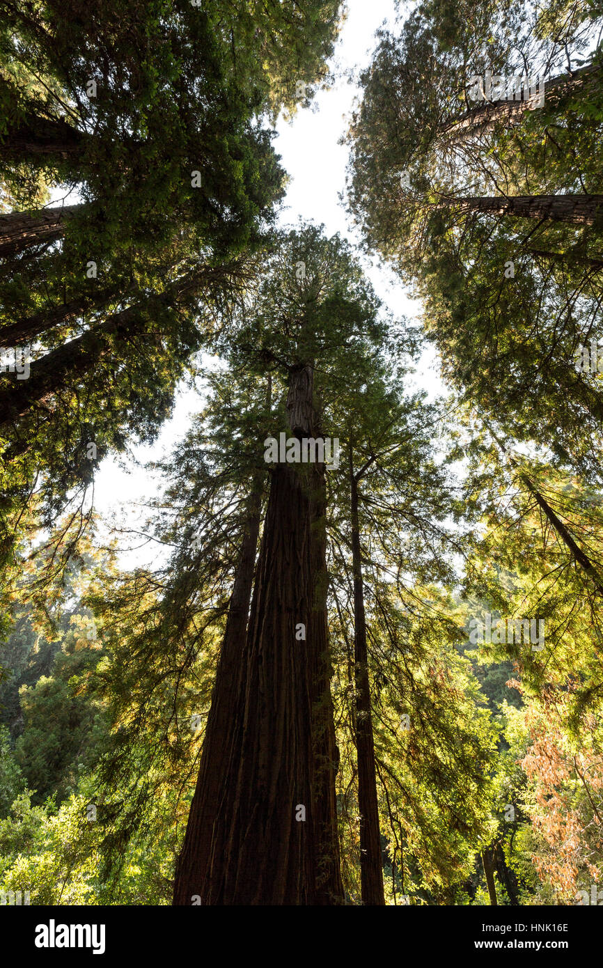 Muir Woods National Monument. Aug, 2016. San Francisco, California, U.S.A. Stock Photo