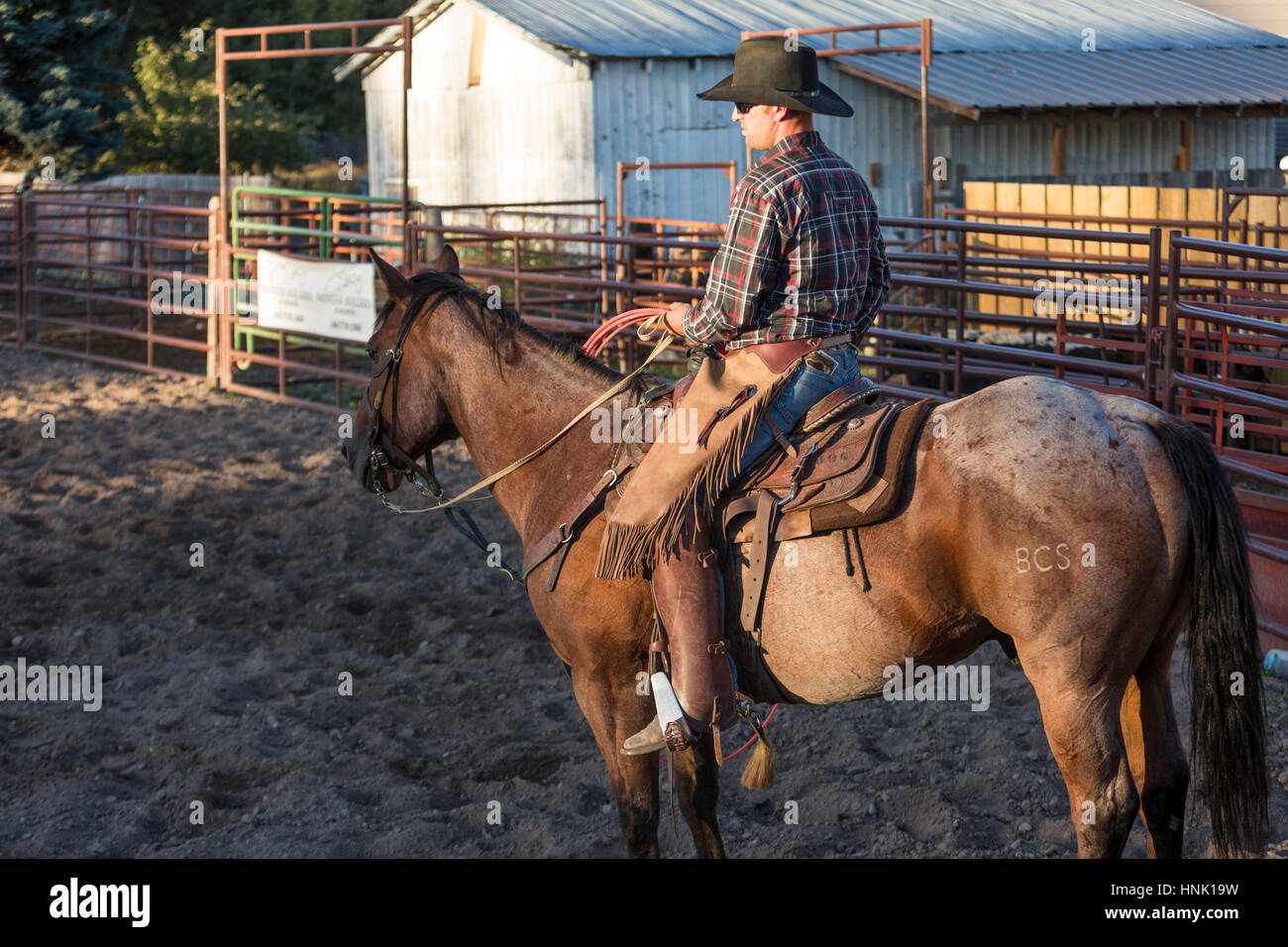 Cowboy. Brash Rodeo Finale. Sept 10, 2016. Columbia Falls, Montana, USA Stock Photo