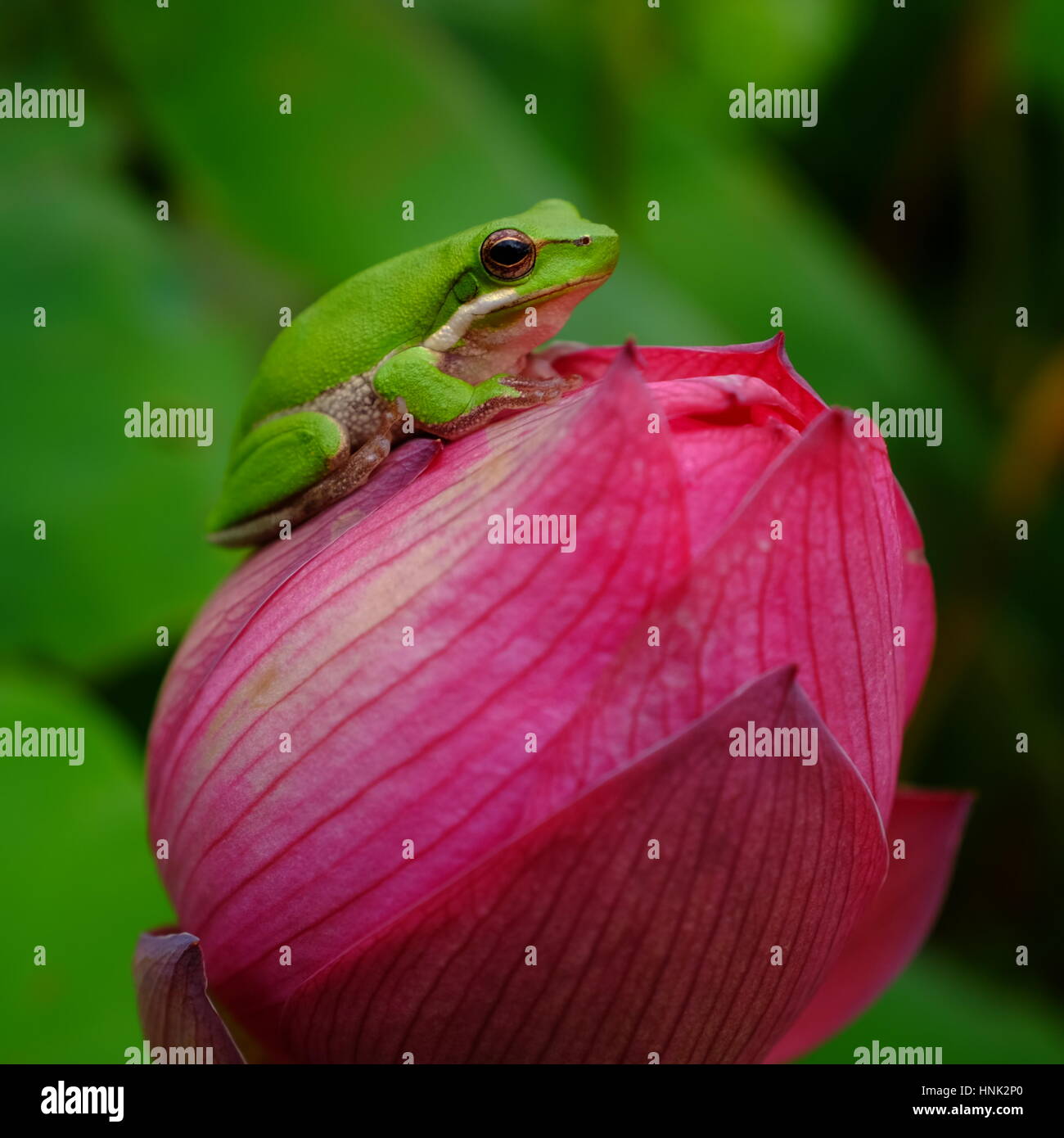 Frog sitting on lotus flower Stock Photo