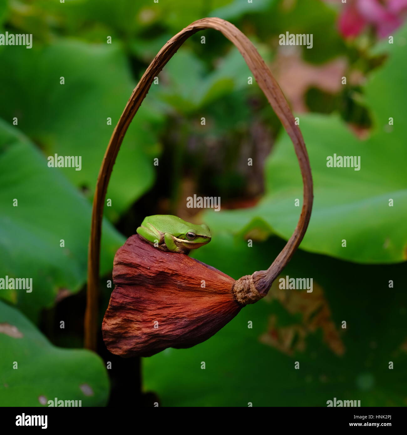 Frog on lotus pod Stock Photo