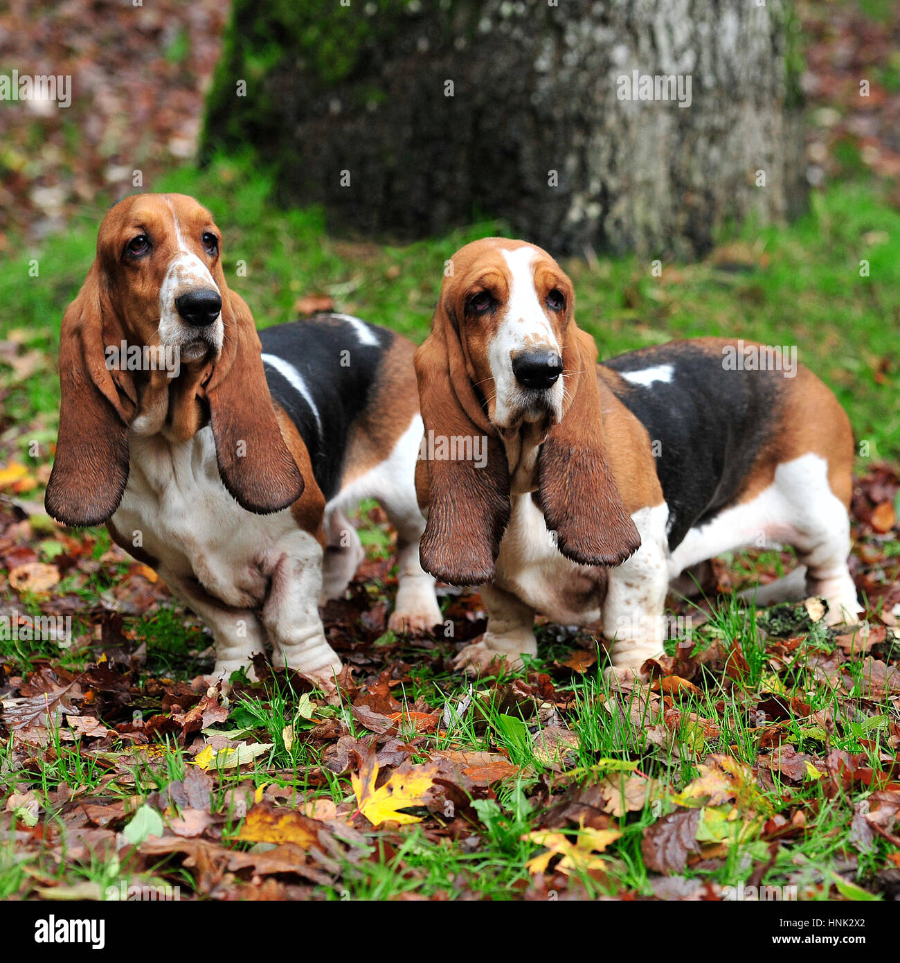 two basset hounds