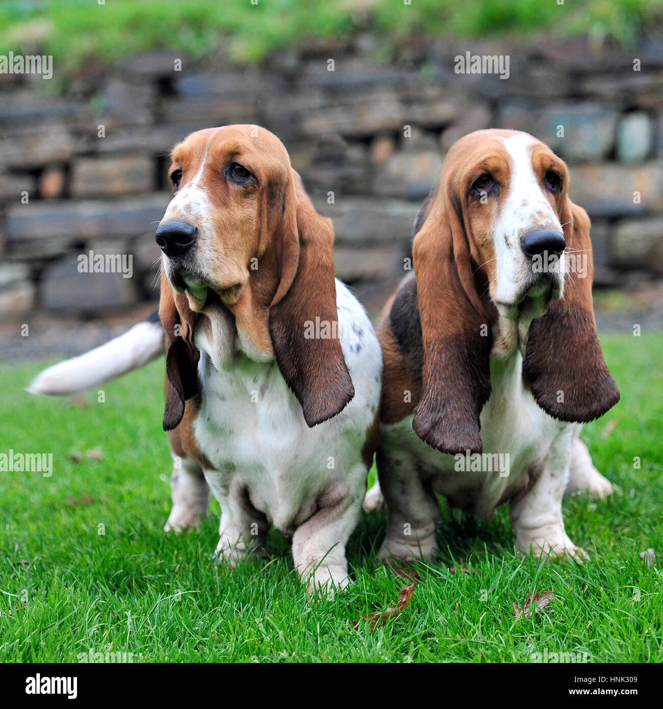 Hush Puppy Dogs High Resolution Stock Photography and Images - Alamy