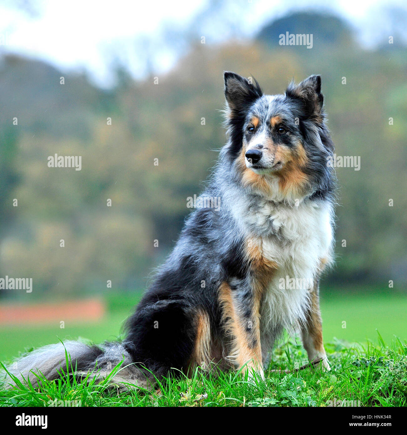 Tri Colour Border Collie High Resolution Stock Photography and Images ...