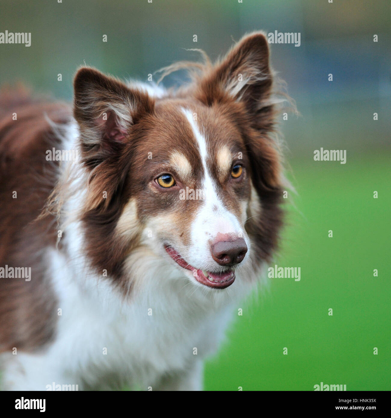 red tricolour border collie