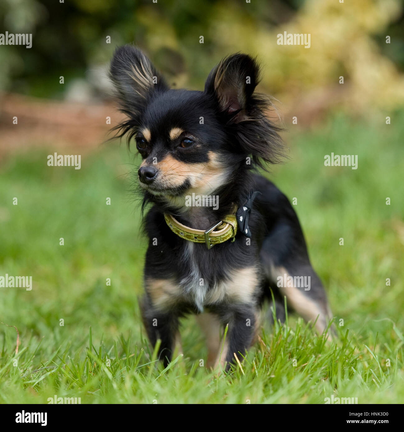 black tan chihuahua