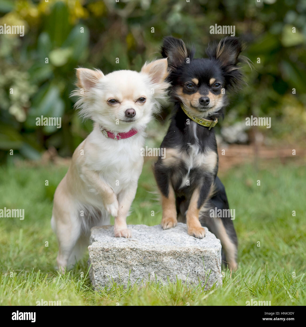 chihuahua, two, long coated Stock Photo Alamy