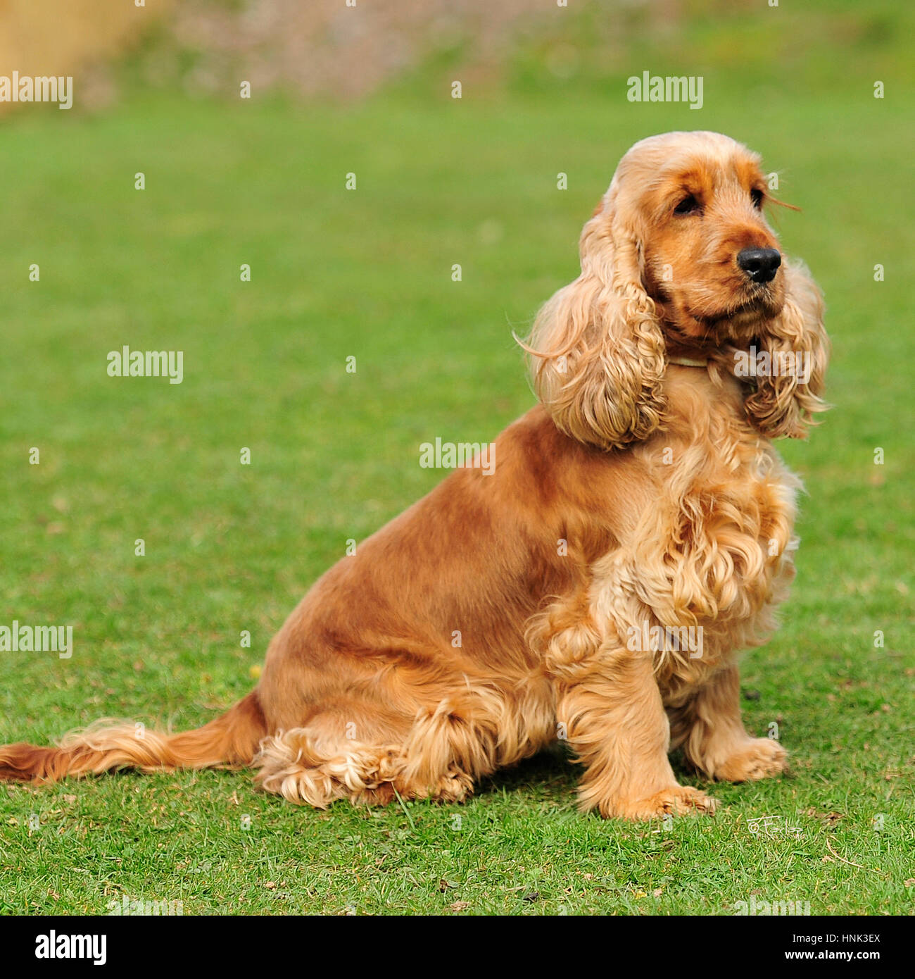 Golden Cocker Spaniel
