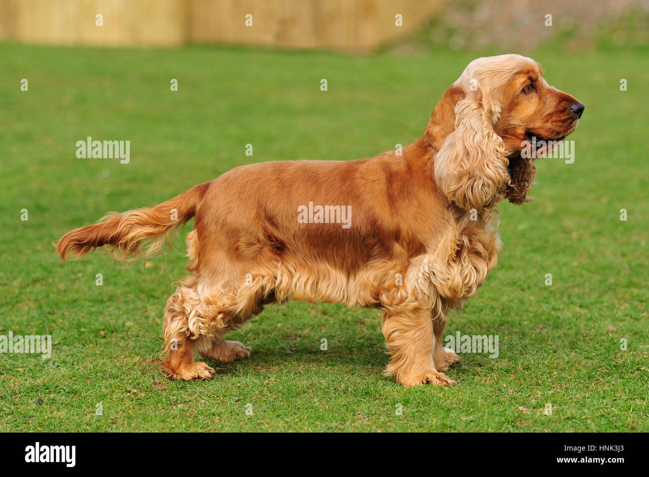 golden english cocker spaniel Stock Photo - Alamy