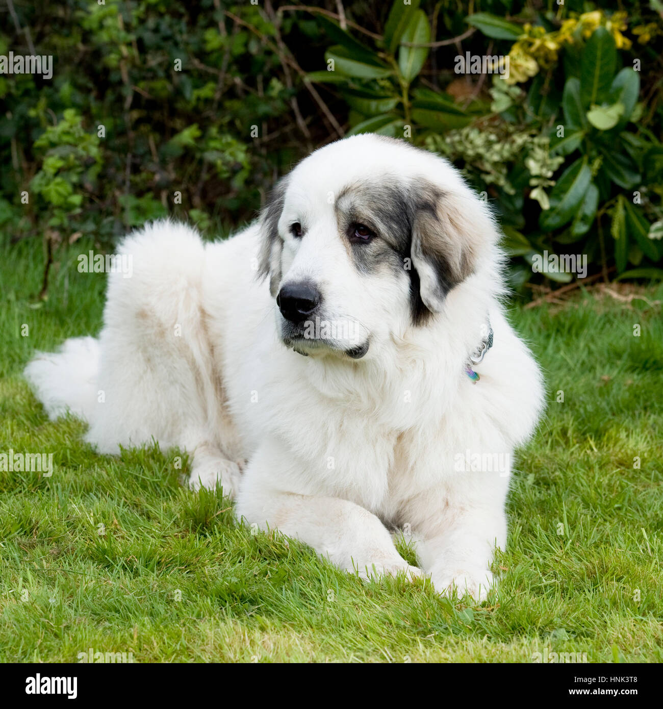 pyrenean mountain dog , PMD Stock Photo - Alamy