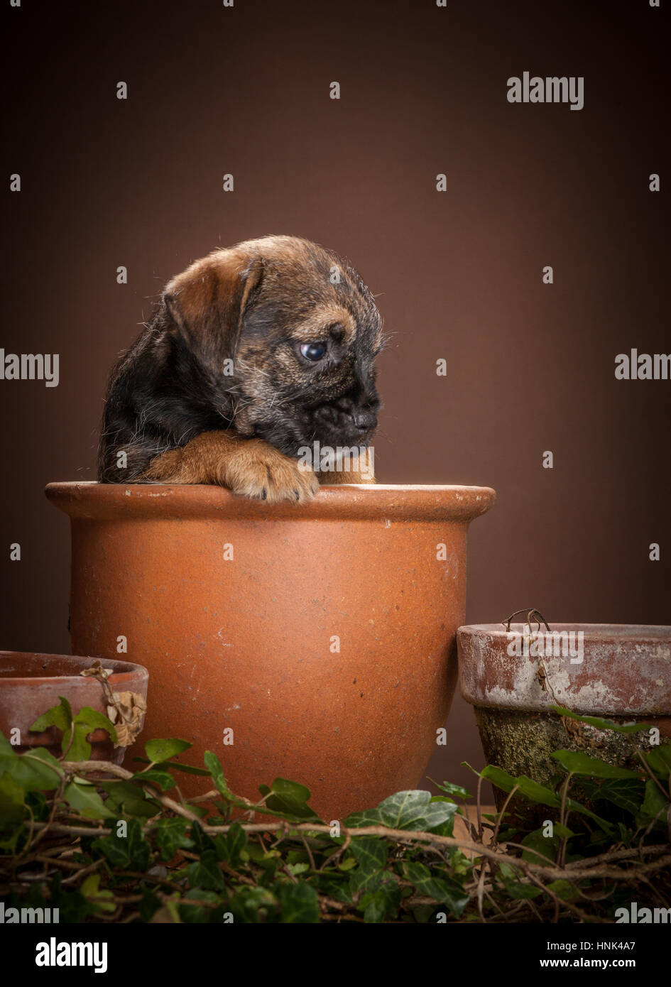 Studio portrait of Border Terrier Puppies Stock Photo