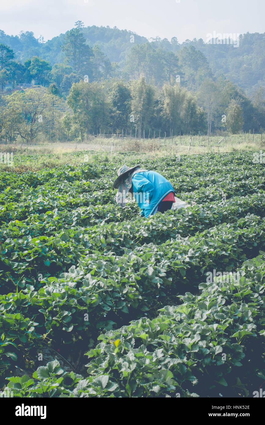 farmman pick strawberry in strawberry every day in morning time Stock Photo