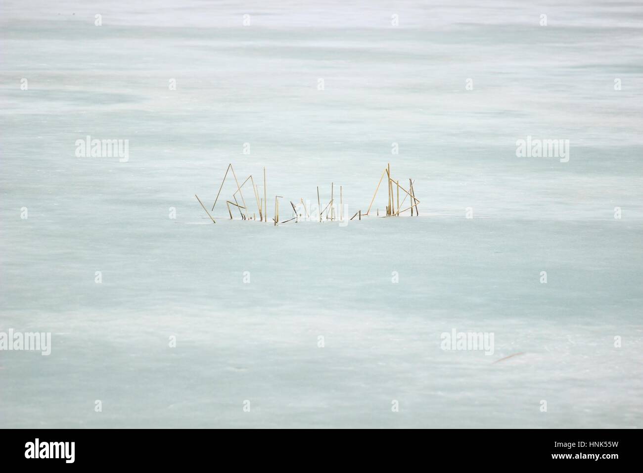 Frozen lake with plants Stock Photo