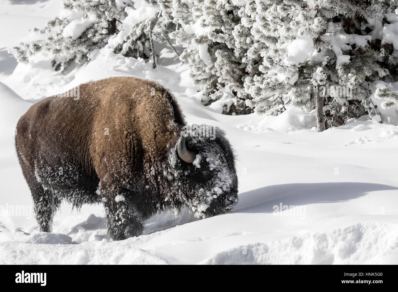 American Bison - adult male searching for food Stock Photo