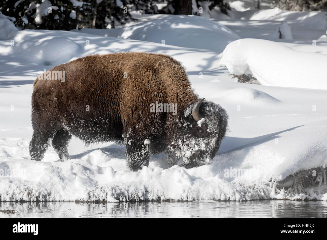 Bison bull winter hi-res stock photography and images - Alamy