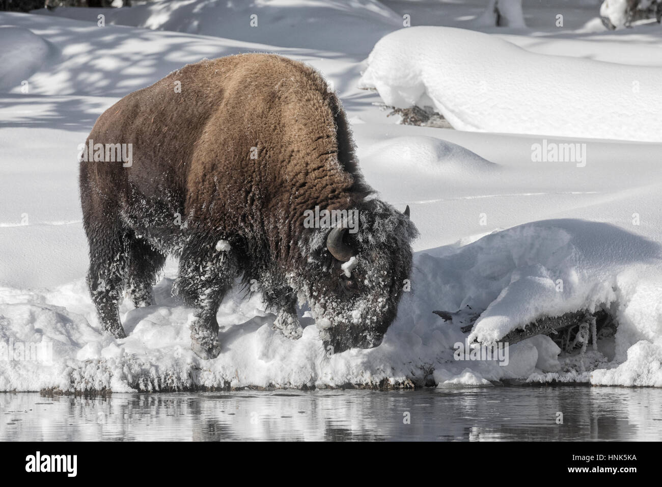 American Bison - bull searching for winter food Stock Photo